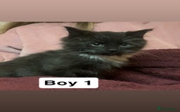 Mixed Breed cats for sale: 2 beautiful boy kittens - Image 2