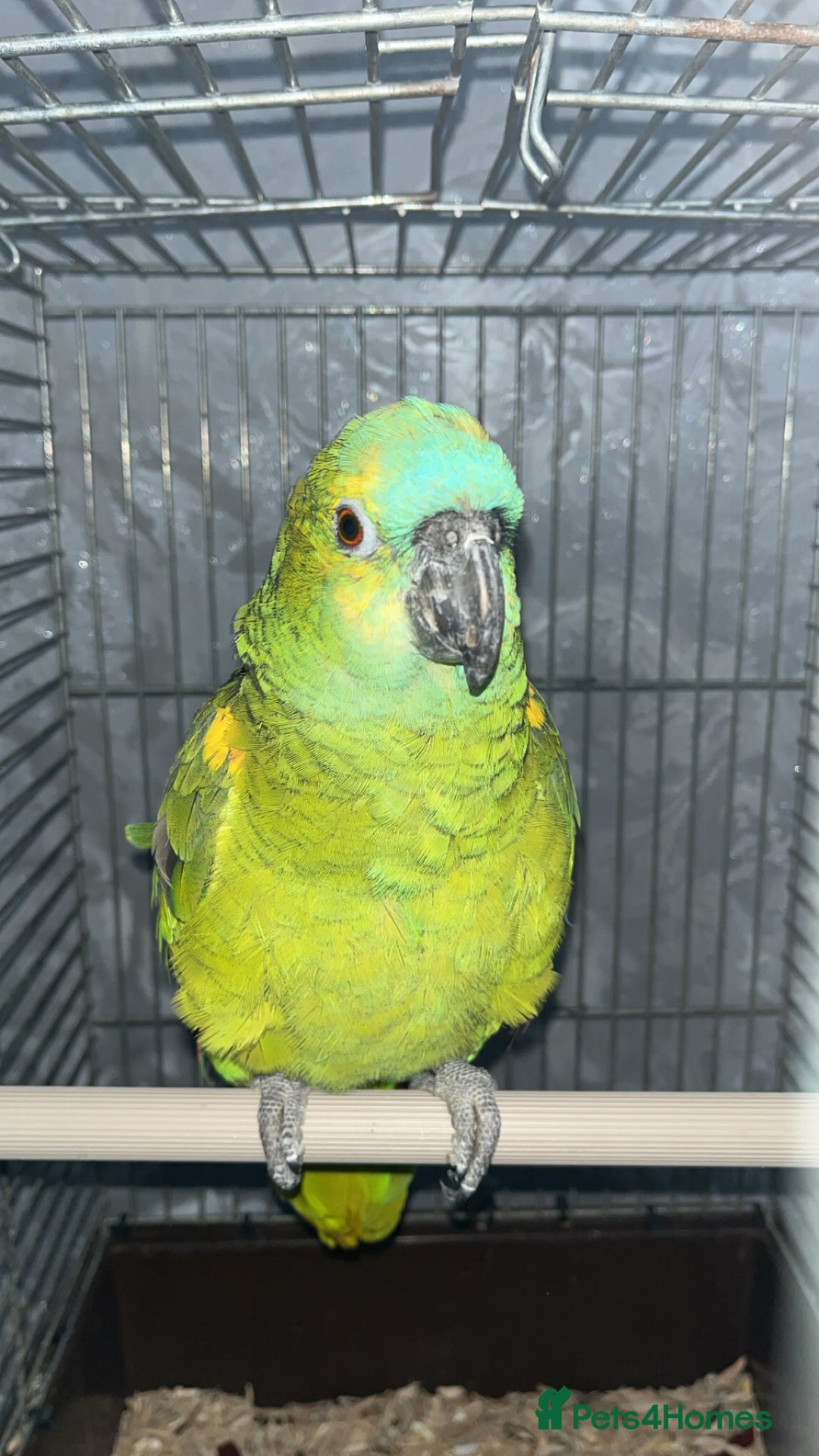 Parrots birds for sale: TAME AND TALKING FEMALE BLUE FRONT AMAZON WITH DNA - Advert 6