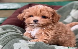 Maltipoo dogs for sale: adorable Maltipoo puppies for sale  - Image 7