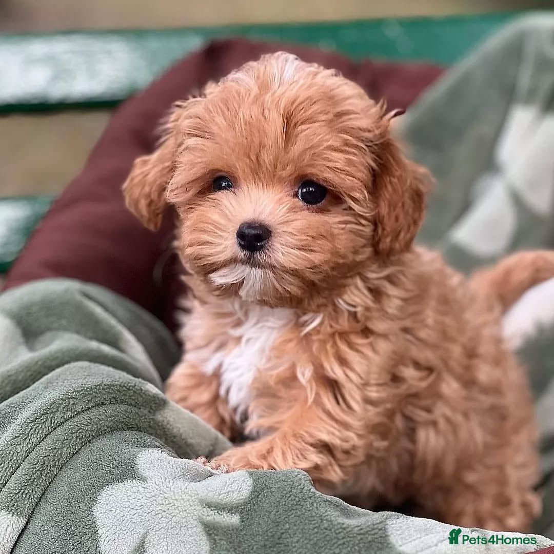 Maltipoo dogs for sale: adorable Maltipoo puppies for sale  - Image 7
