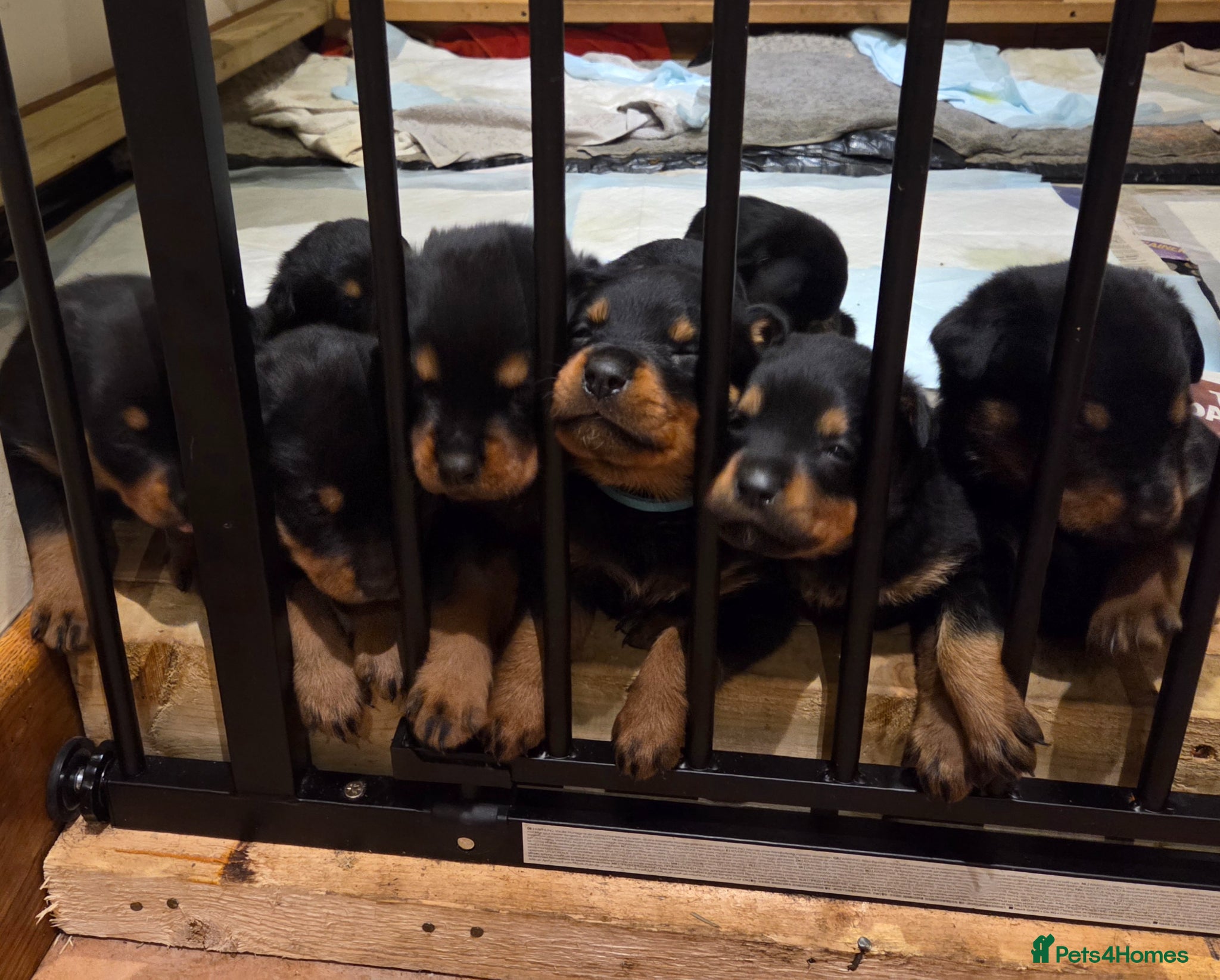 Rottweiler dogs Rottweiler puppies for sale - Advert 10