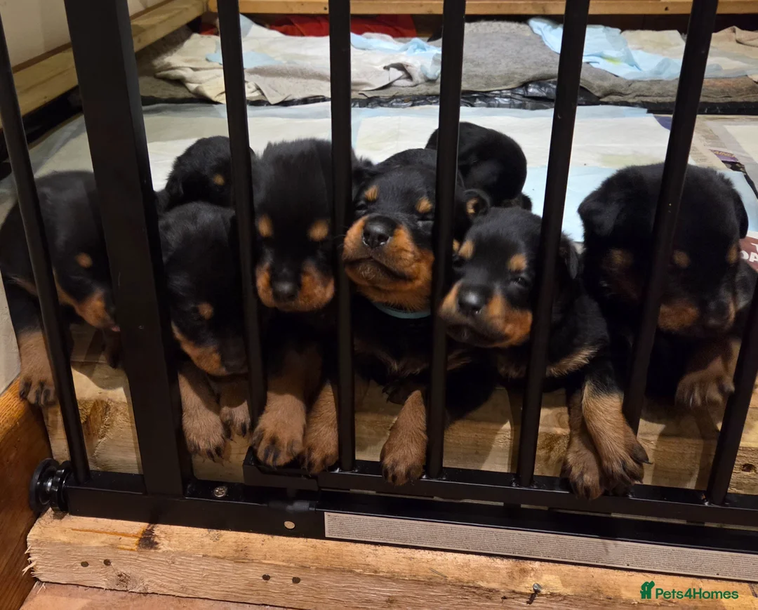 Rottweiler dogs for sale: Rottweiler puppies for sale - Advert 2