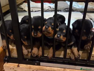 Rottweiler dogs Rottweiler puppies for sale - Advert 10