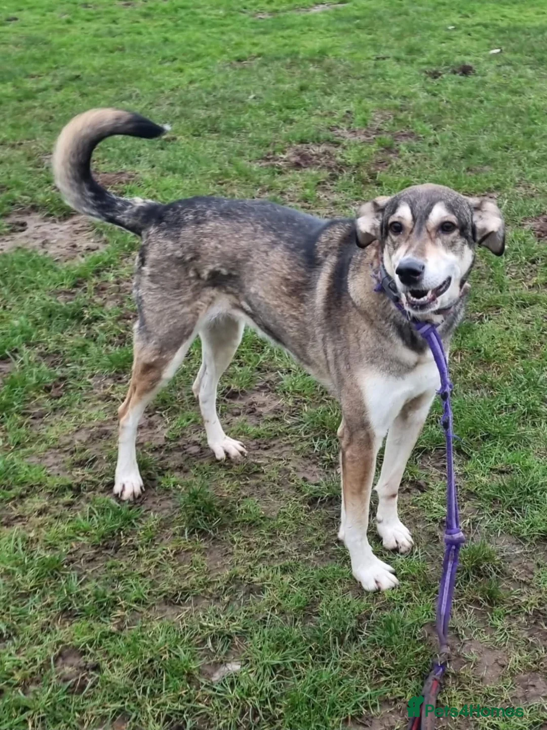 Mixed Breed dogs for adoption: Molly - Norwich Norfolk  - Advert 11