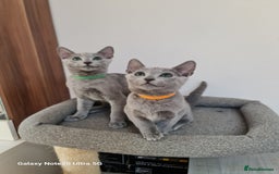 Russian Blue cats for sale: Pure Pedigree Russian blue kittens - Image 3