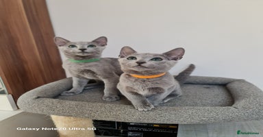 Russian Blue cats - Advert 3
