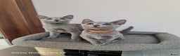 Russian Blue cats for sale: Pure Pedigree Russian blue kittens - Advert 4