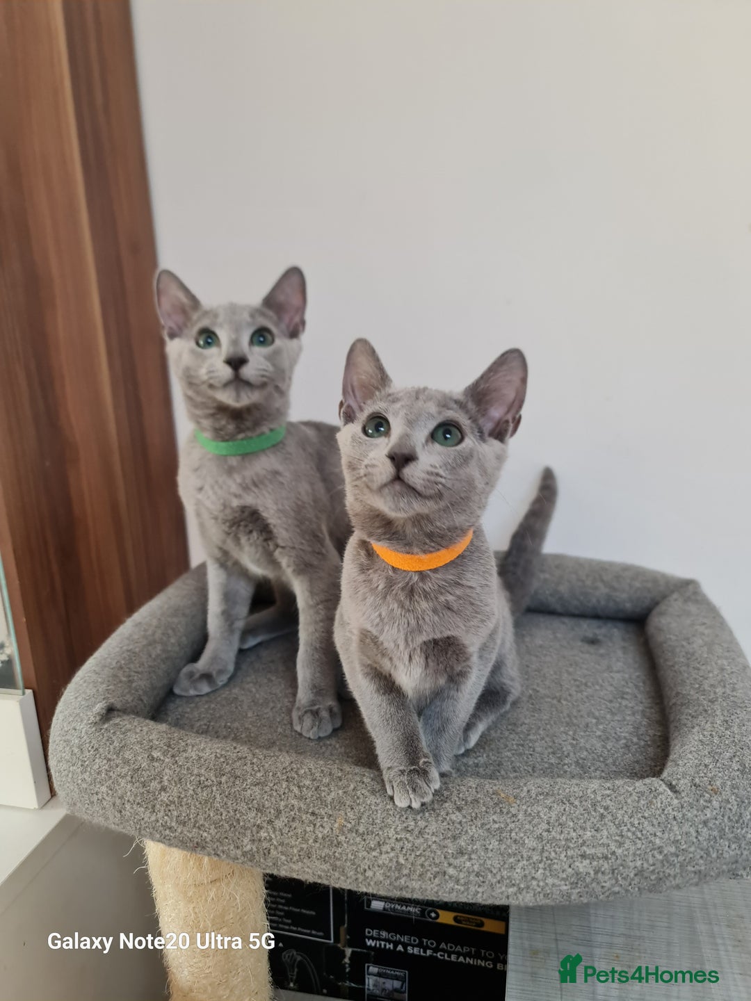 Russian Blue cats for sale: Pure Pedigree Russian blue kittens - Image 3