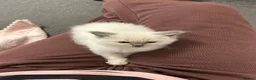 Ragdoll cats for sale: 2 female ragdoll kittens - Advert 3