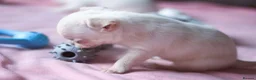 Chihuahua dogs for sale: Kc Registered Small cream/white chihuahua girl  - Advert 9