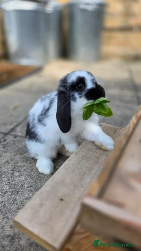 Gallery Image {{count}}