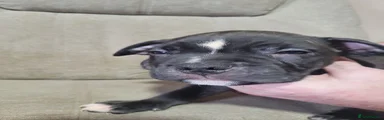 Puppy 2