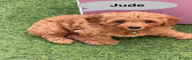 Jude