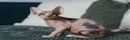 Sphynx cats for sale: Beautiful Pedigree Sphynx Kittens  - Advert 11