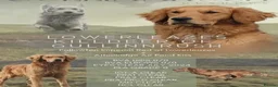 Golden Retriever dogs for sale: Last boy KC Red Golden Retriever - Advert 2