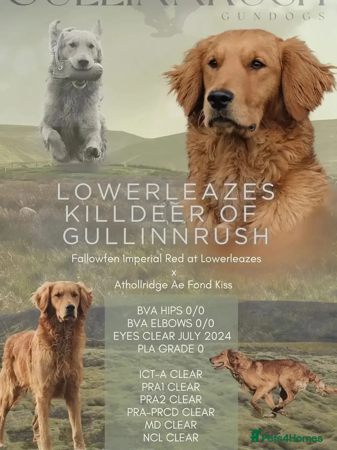 Golden Retriever dogs for sale: Last boy KC Red Golden Retriever - Advert 2