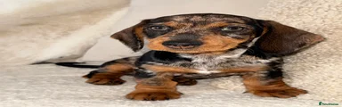 Dachshund 2