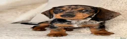 Dachshund dogs for sale: Standard wire haired dachshund  - Advert 9