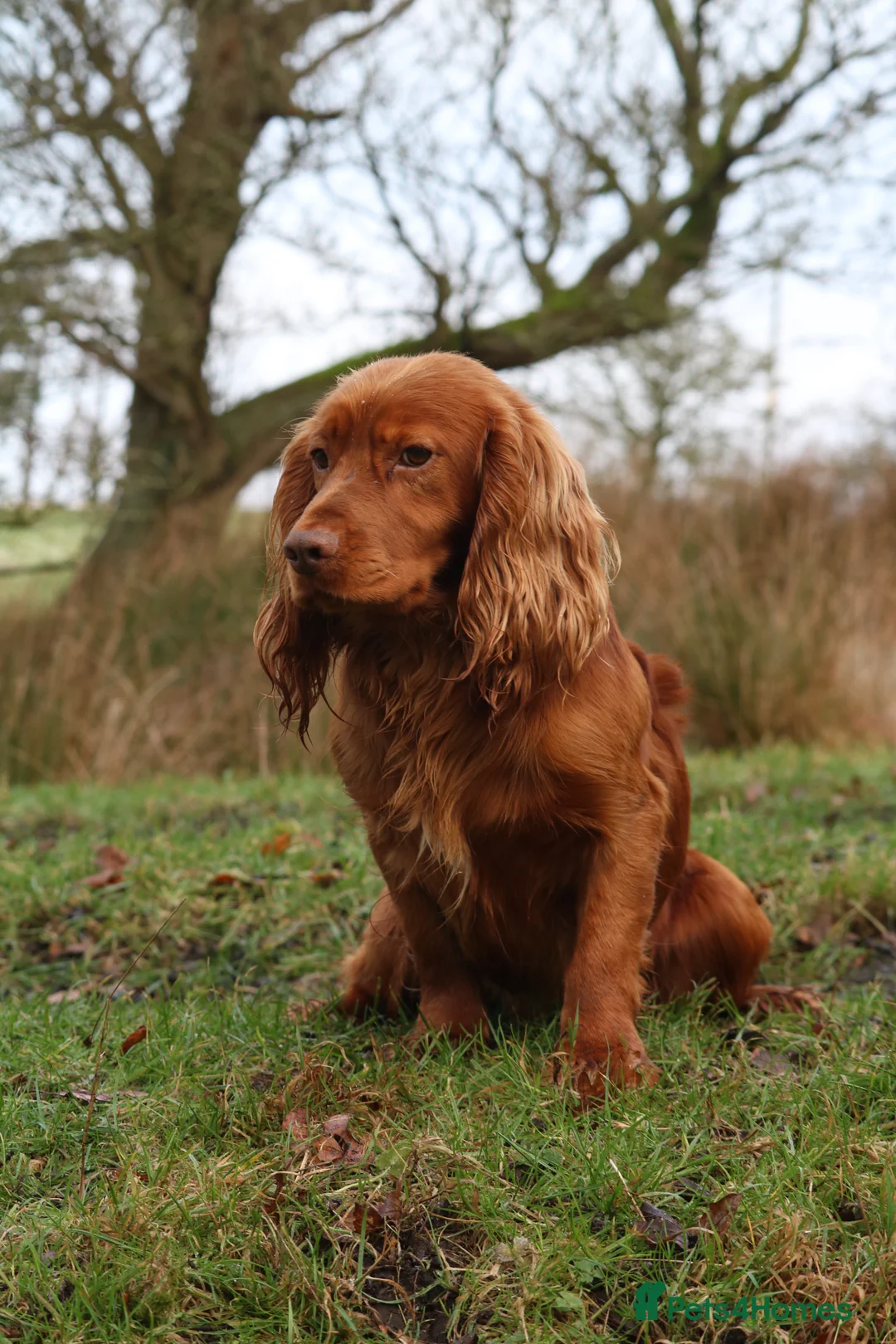 Cocker Spaniel dogs for stud: Outstanding fully health tested cocker at stud in Lancaster - Advert 6