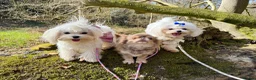 Maltese dogs for sale: Show line Maltese girl  - Advert 4