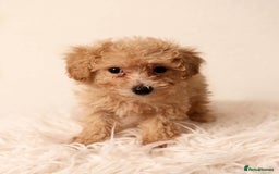 Cavapoochon dogs for sale: Stunning Cavapoochons ready now  - Image 5