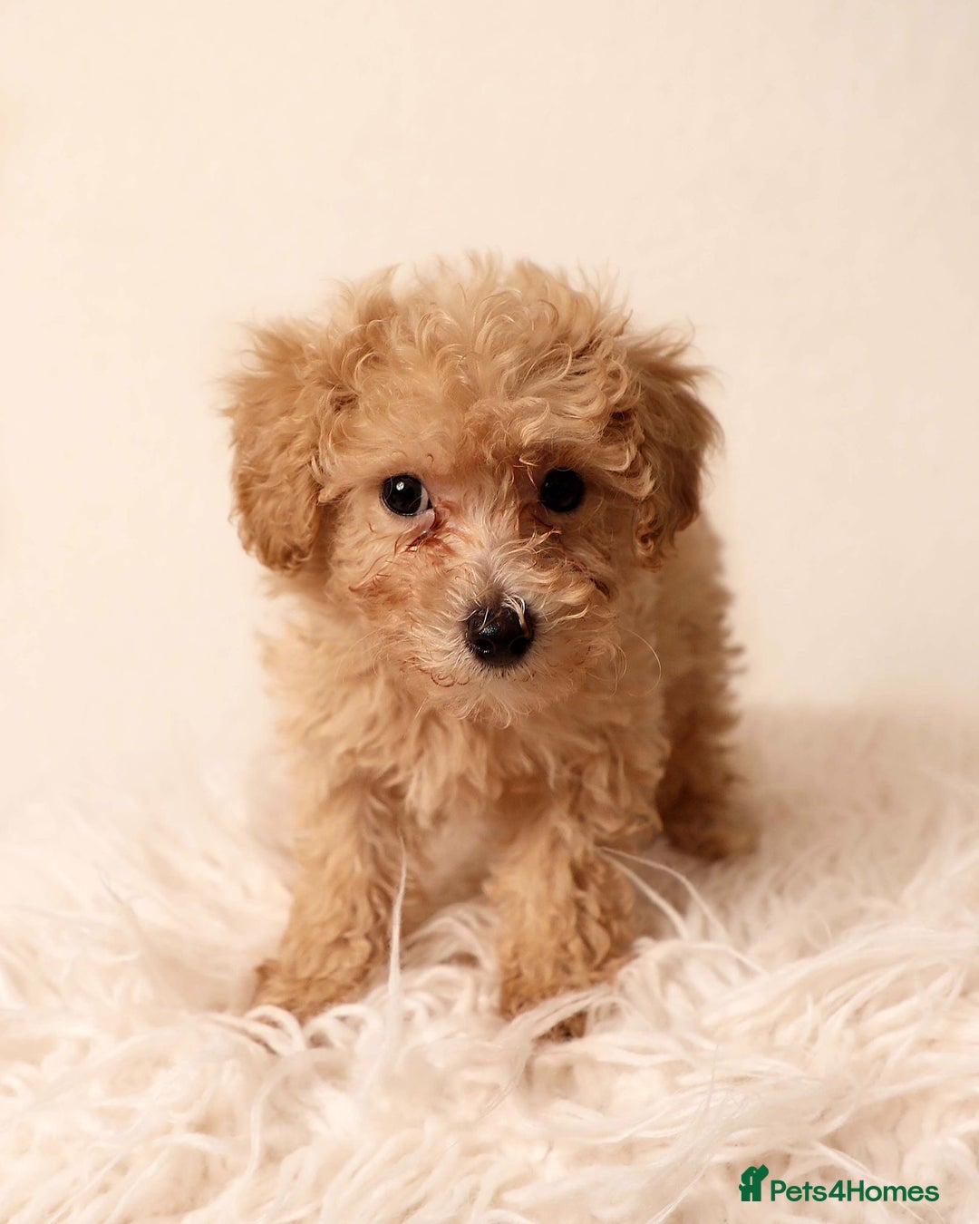 Cavapoochon dogs for sale: Stunning Cavapoochons ready now  - Image 5
