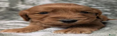 Cockapoo 3