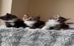 Ragdoll cats for sale: *READY NOW* RAGDOLL CROSS LONG-HAIRED - Image 3