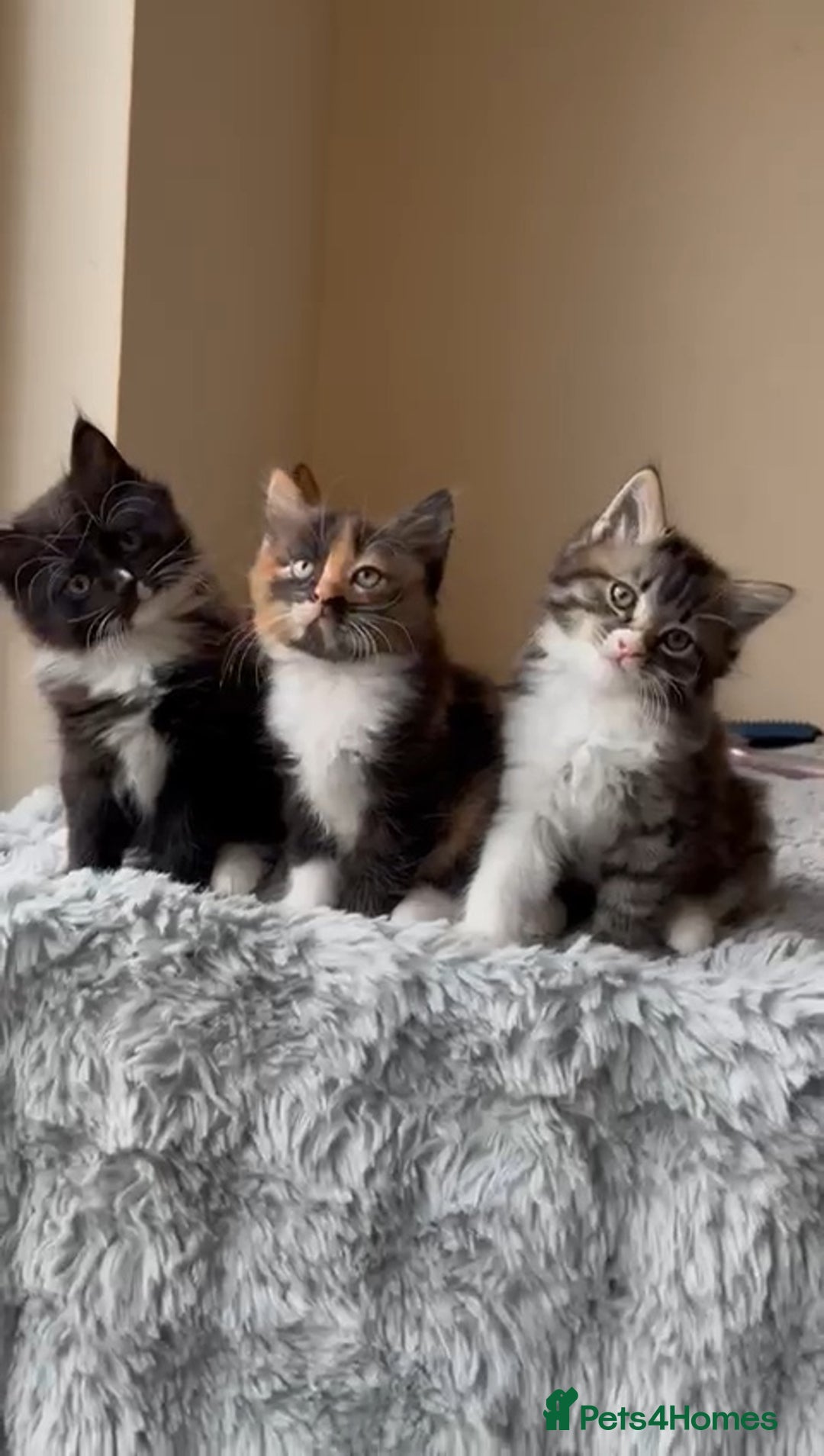 Ragdoll cats for sale: *READY NOW* RAGDOLL CROSS LONG-HAIRED - Image 3