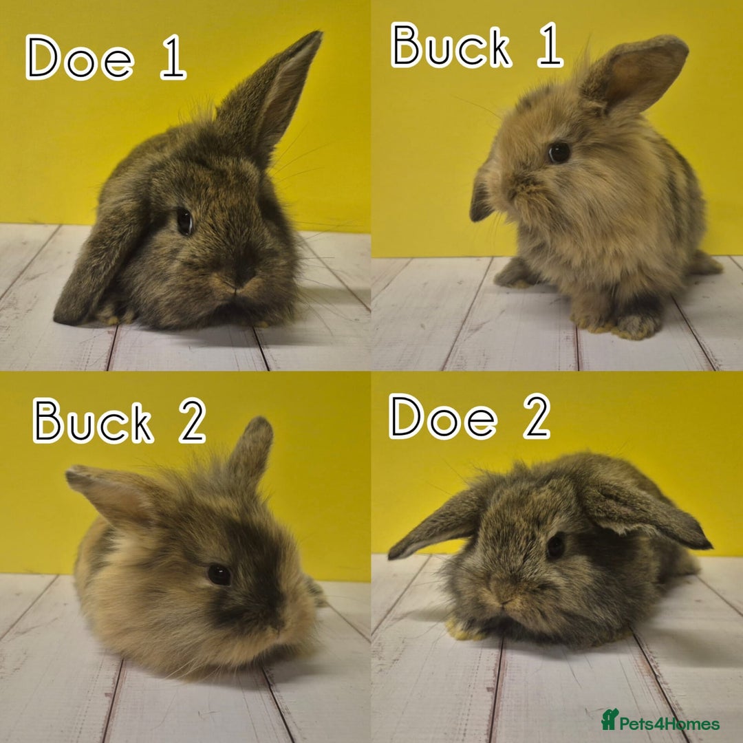 Mini Lion Lop rabbits for sale: Mini Lion Lops Ready in 2 weeks 🩷🩵 - Advert 12
