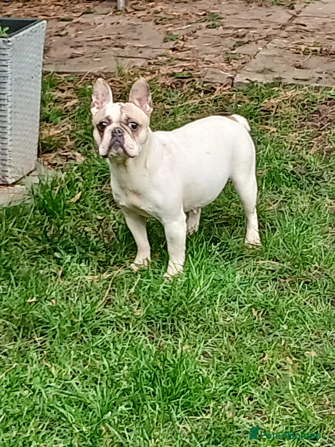 French Bulldog dogs for sale: Dotty, stunning french bulldog  in Wolverhampton - Advert 1