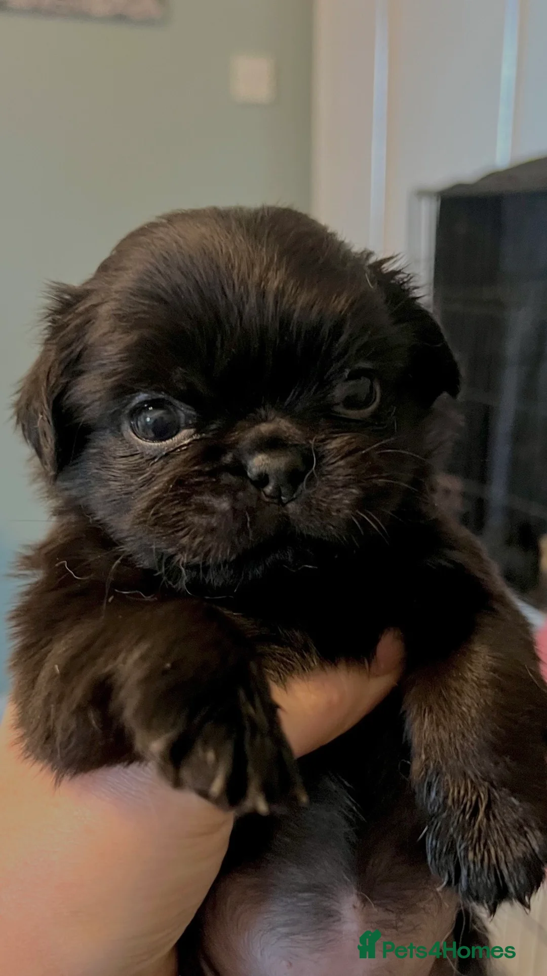 Pug dogs for sale: Kc reg black fluffy pug puppies 4 weeks old  - Advert 1