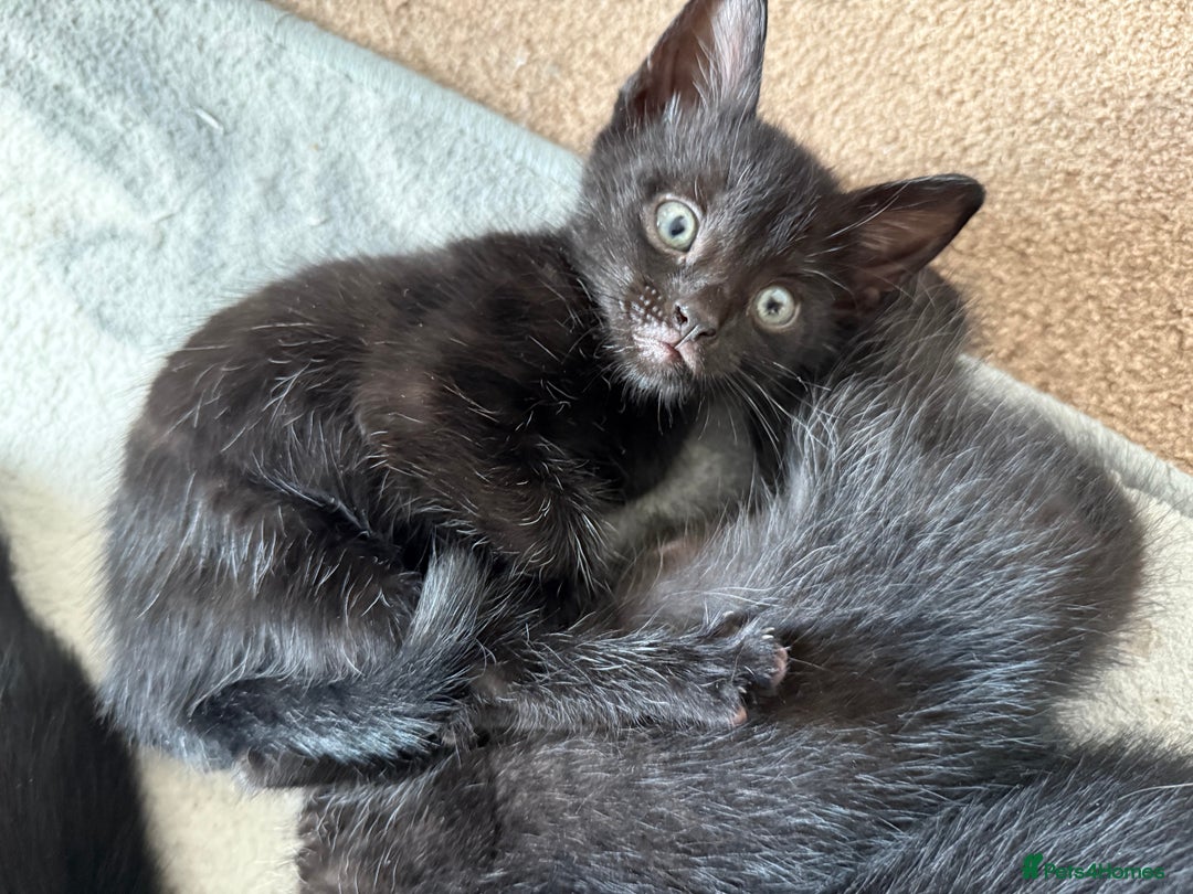 Mixed Breed cats for sale: 🐾 Adorable boy & girl 🐾 - Image 20