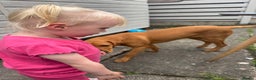Labrador Retriever dogs for sale: Pedigree fox red Labrador  - Advert 8