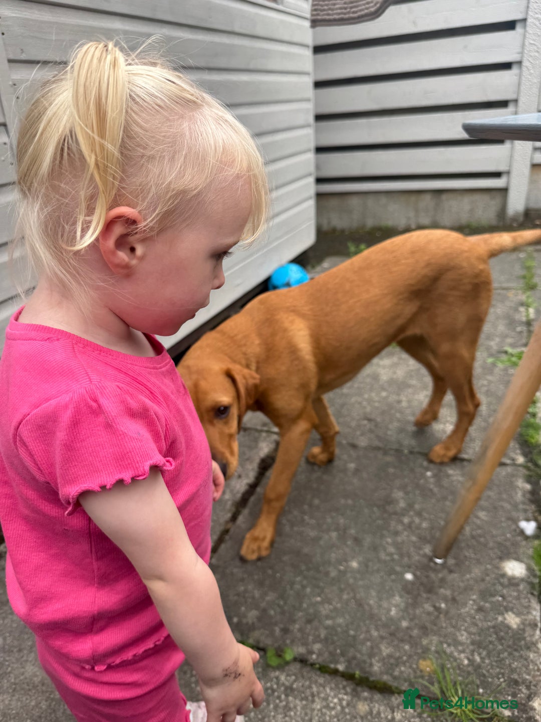 Labrador Retriever dogs for sale: Pedigree fox red Labrador  - Advert 8