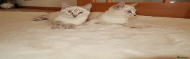 Bengal 1