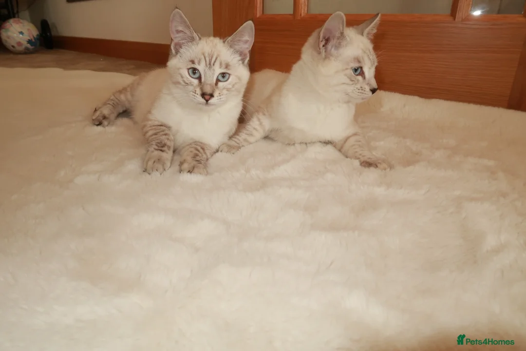 Bengal cats for sale:  snow lynx bengal kittens - Advert 2