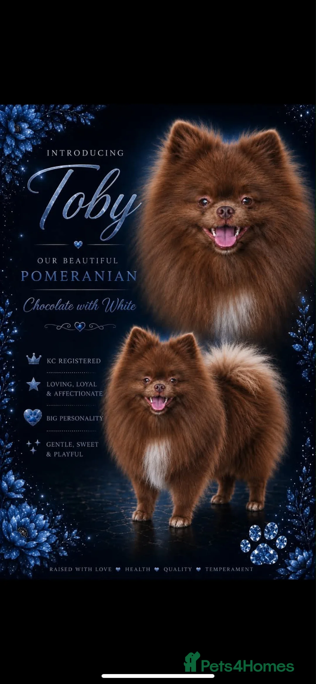 Pomchi dogs for sale: Pomchi boys and girls  - Advert 6