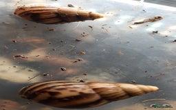 Snails invertebrates for sale: Giant African land snails (Achatina  fulica) - Image 13