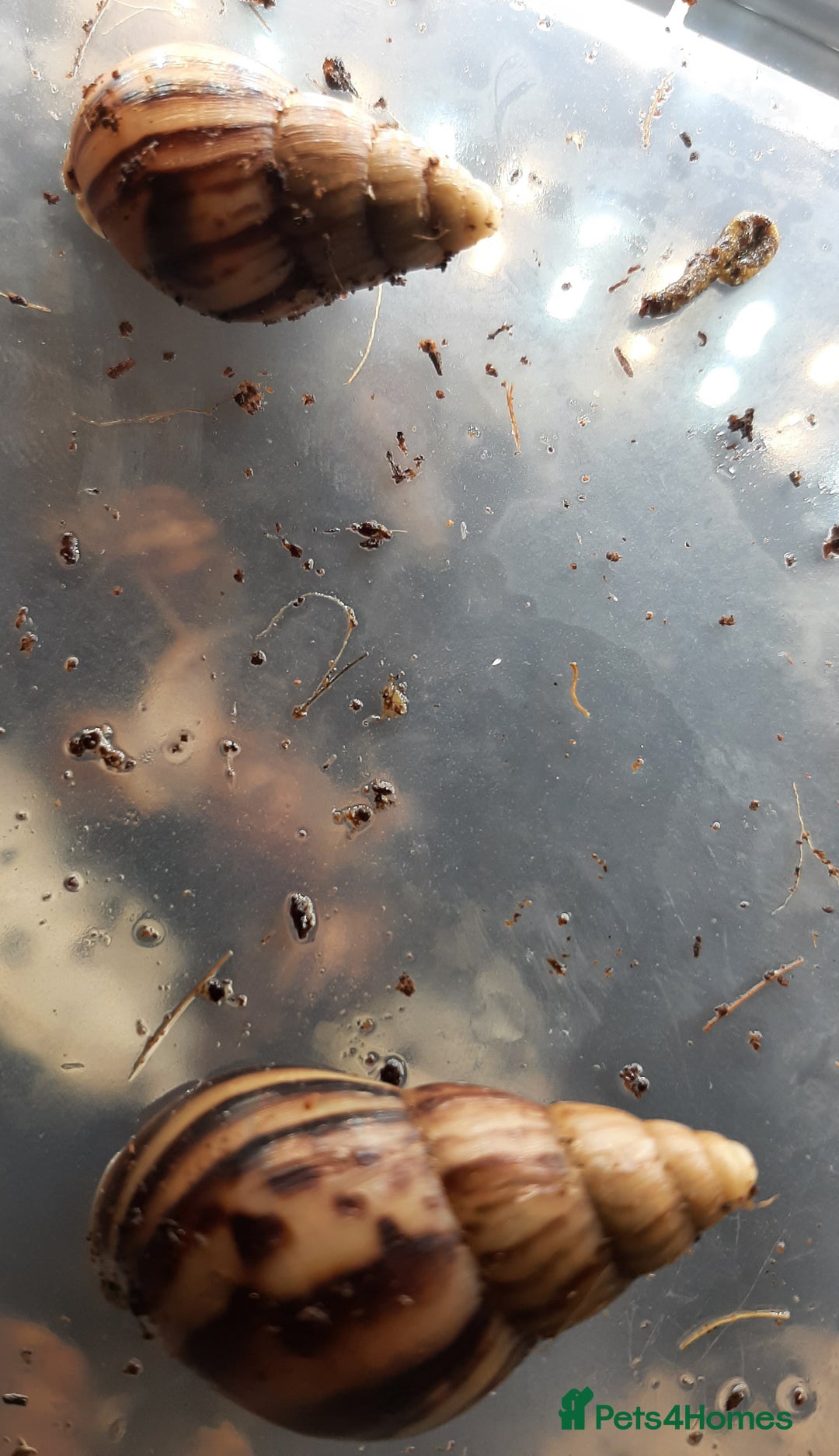 Snails invertebrates for sale: Giant African land snails (Achatina  fulica) - Image 13