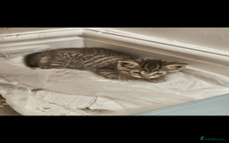 British Shorthair cats for sale: Kittens for sale  - Image 5