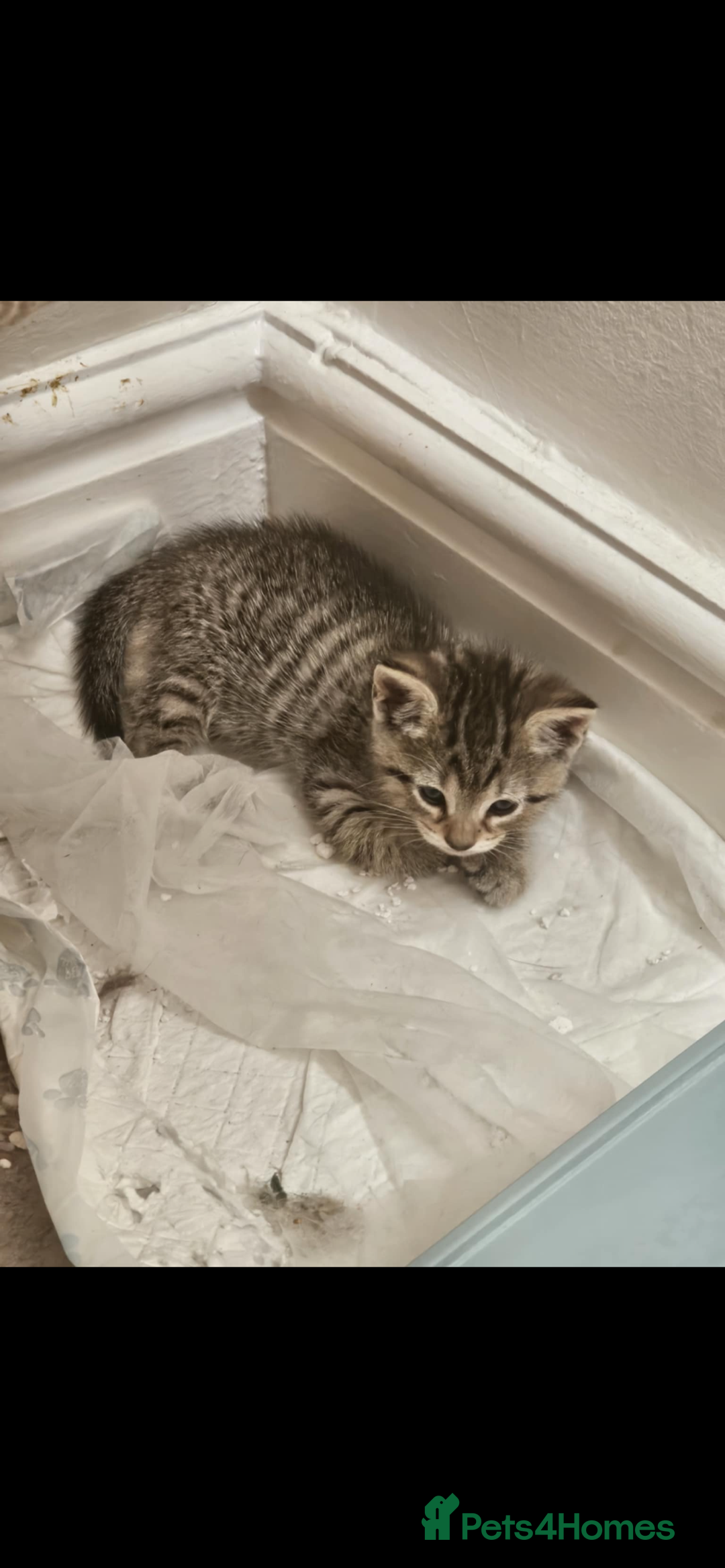 British Shorthair cats for sale: Kittens for sale  - Image 5