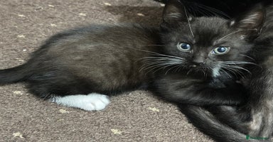 Mixed Breed cats Beautiful kittens for sale - Advert 4