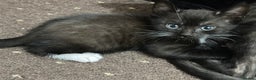 Mixed Breed cats for sale: Beautiful kittens for sale  - Advert 3