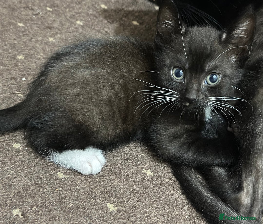 Mixed Breed cats for sale: Beautiful kittens for sale  - Advert 3