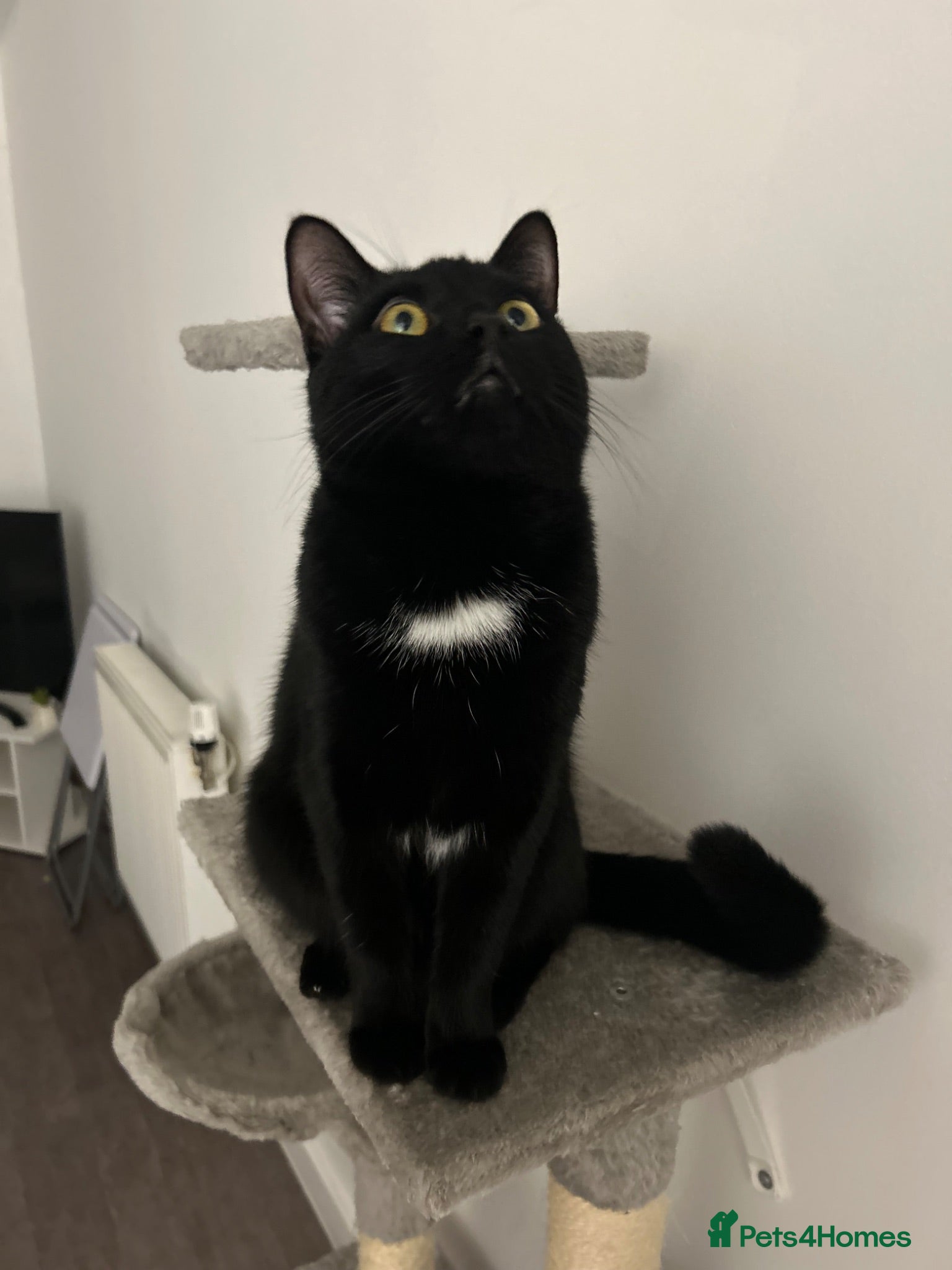 Mixed Breed cats Rehome  - Advert 2