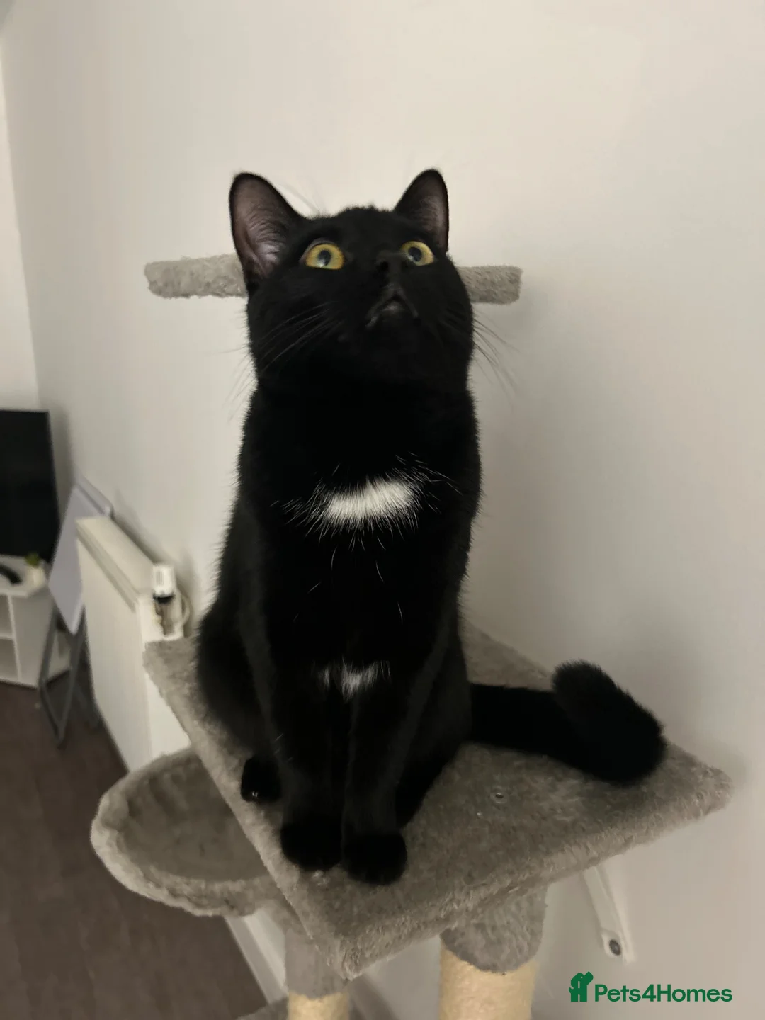 Mixed Breed cats for sale: Rehome  - Advert 1