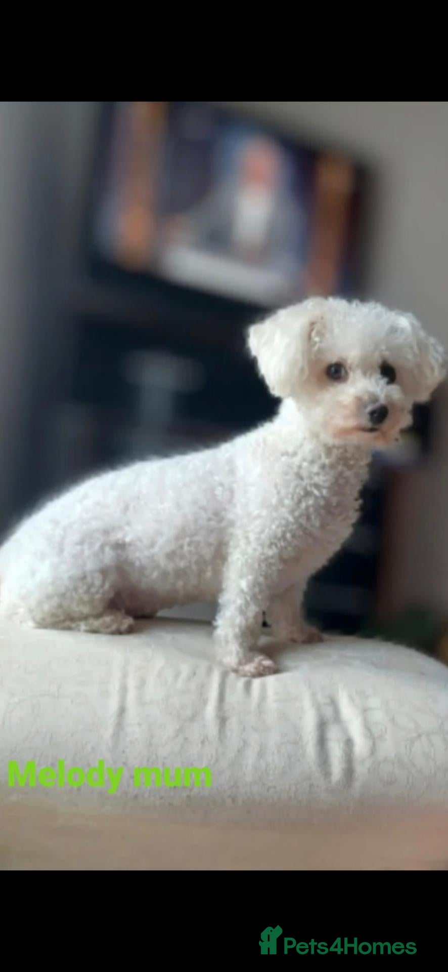 Bichon Frise dogs for sale: GORGEOUS BICHON FRISE - 🩷 3 girls  - Advert 2