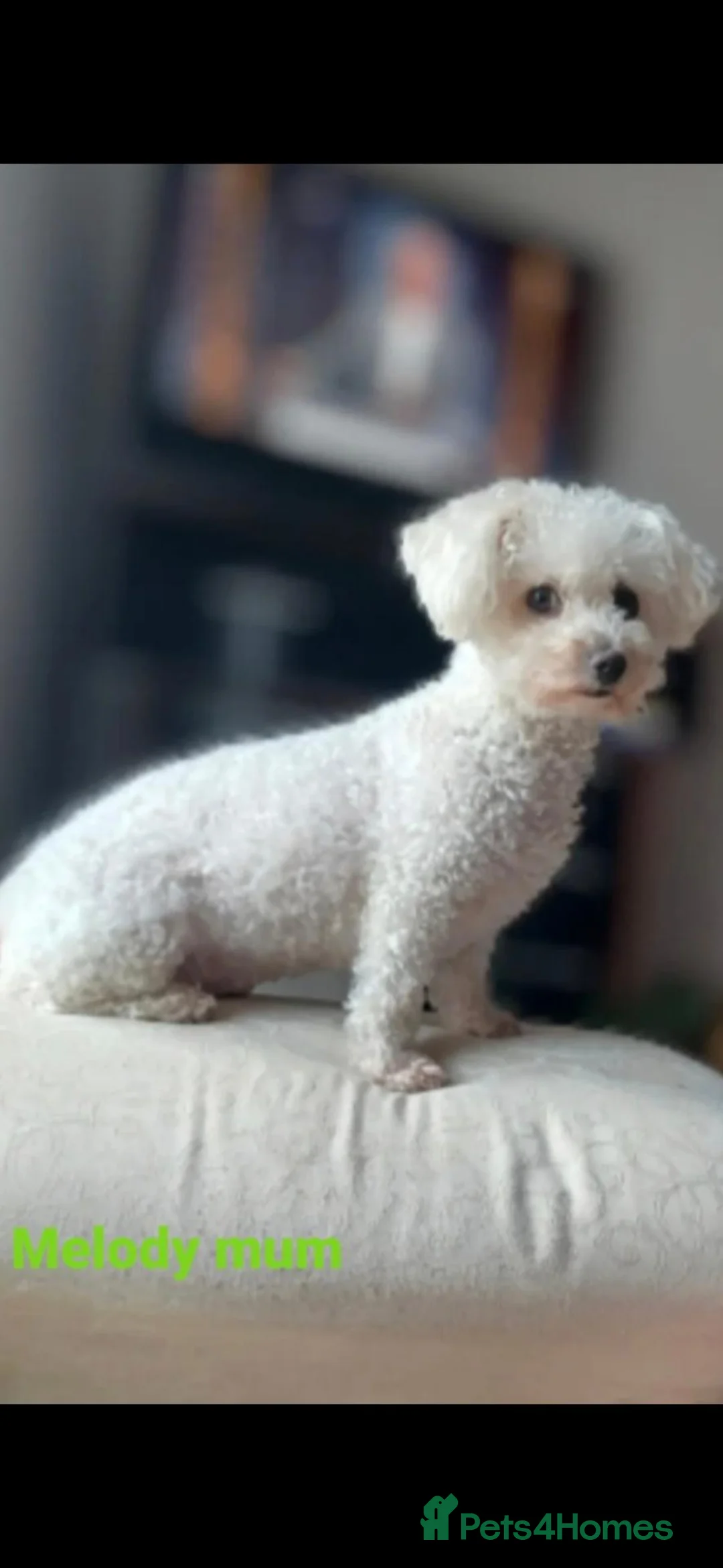 Bichon Frise dogs for sale: GORGEOUS BICHON FRISE - 🩷 3 girls  - Advert 2