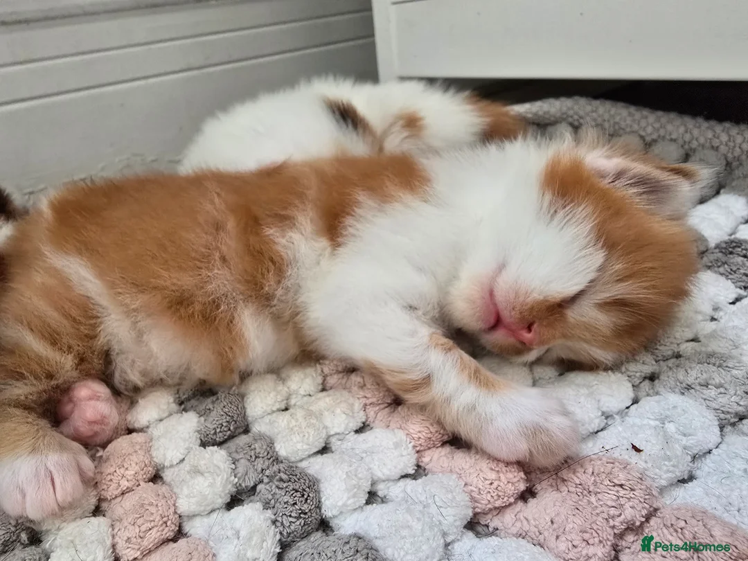 Mixed Breed cats for sale: Ginger fluffy boy - Advert 12